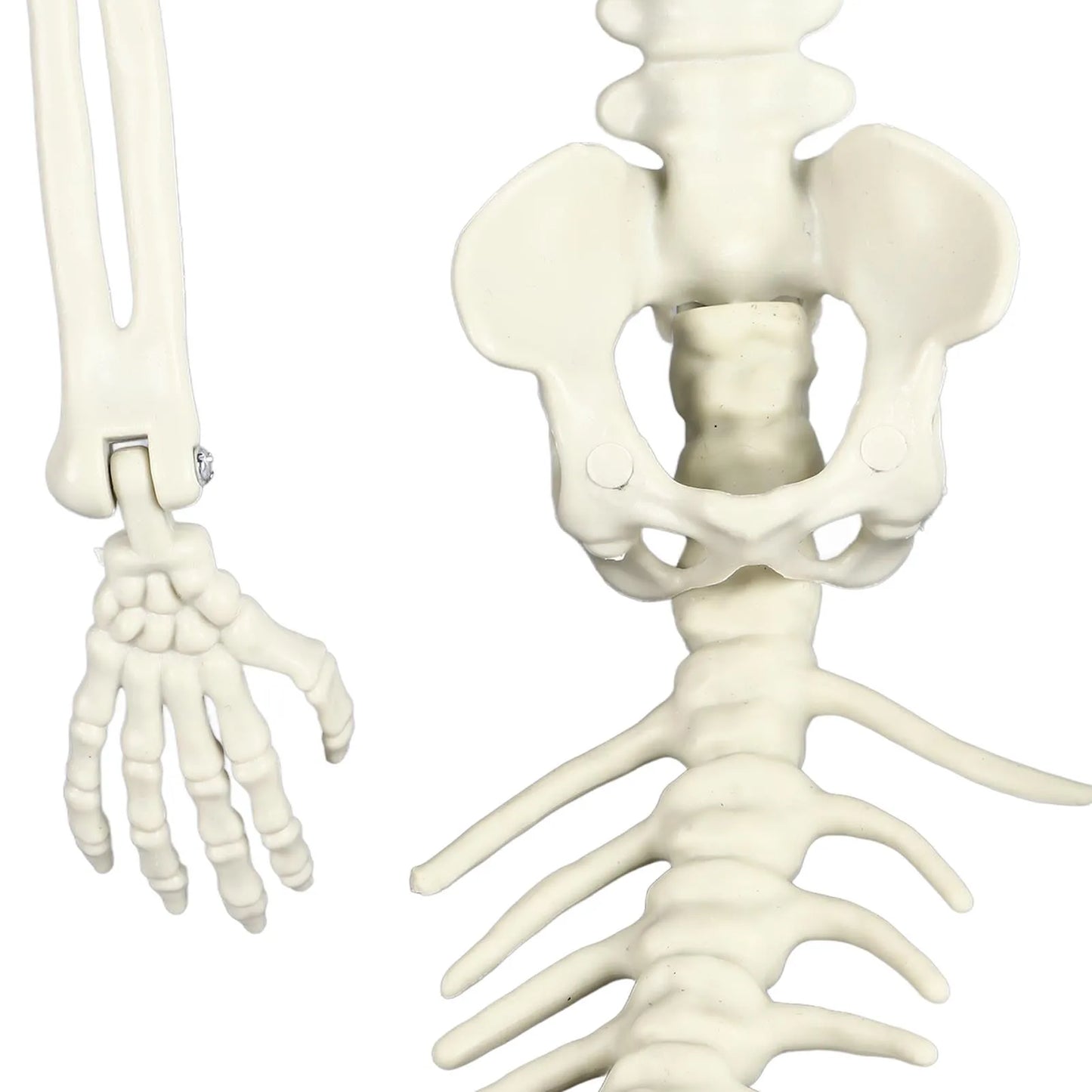 Skeleton Decorations Halloween Skeleton Thrilling Movable Joints Decorative Life Size for Patio