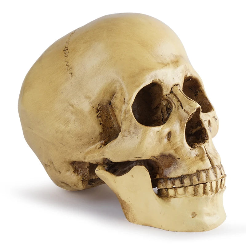 Human Head Skull Statue for Home Decor Resin Figurines Halloween Decoration Sculpture