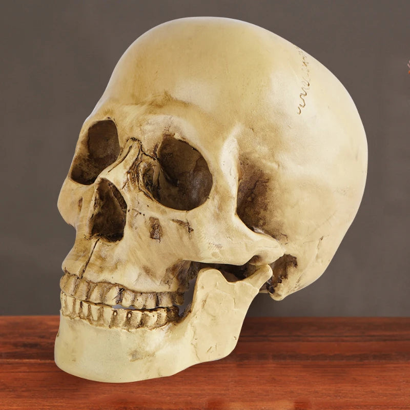 Human Head Skull Statue for Home Decor Resin Figurines Halloween Decoration Sculpture