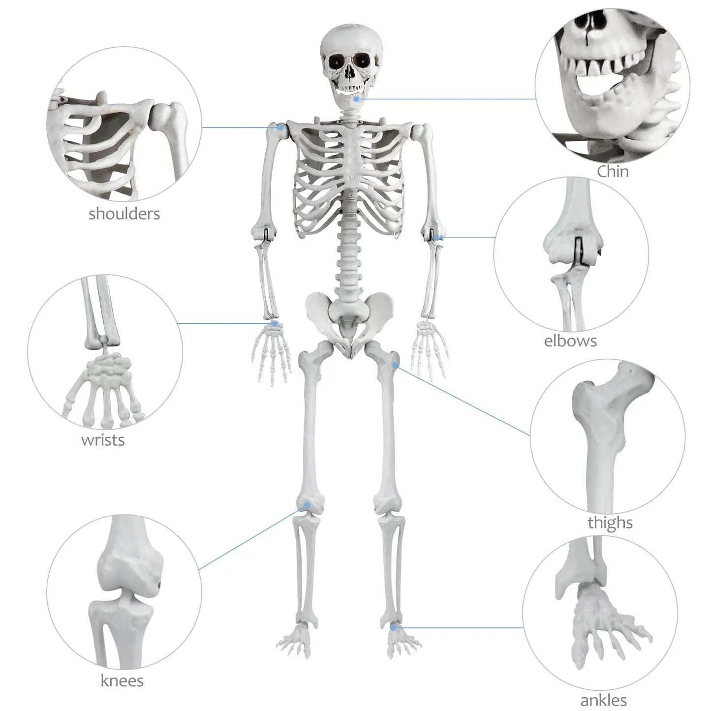 165cm Realistic Plastic Halloween Skeleton Decoration Adjustable Joints Can be Suspended from Ceiling for Halloween or Prank The